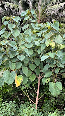 APII jpeg image of Homalanthus populifolius  © contact APII